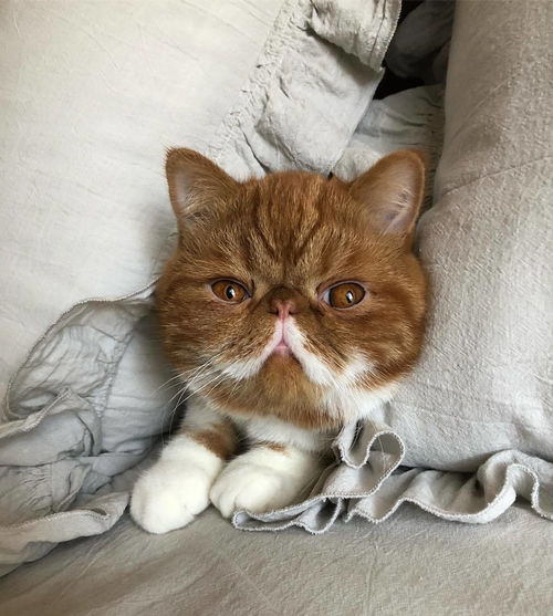 福懋动物医院 猫咪出现泪痕不仅影响美观,还可能引发多种病症,铲屎官别轻视
