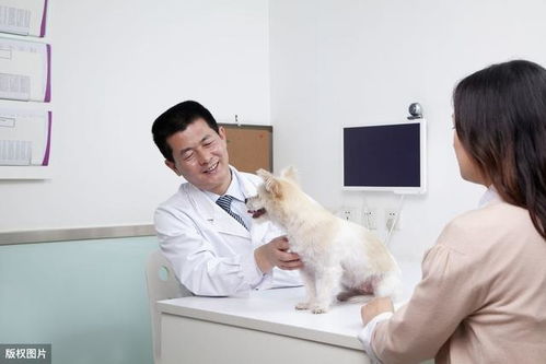 深圳地推 如何做好宠物医院b端地推,以深圳宠物医院为例