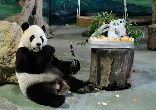 接回来了吧 大陆赠台大熊猫 团团 脑部病变恶化 病情进展快速