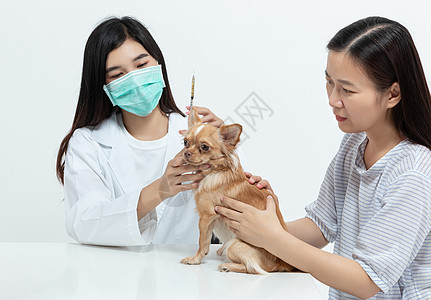 兽医生在动物医院检查小