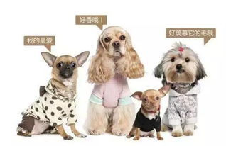 华懋宠物医院：让狗狗拥有一身靓丽毛发，如何避免盲目美毛影响健康