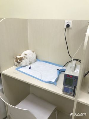 美联众合动物医院(酒仙桥分院) 专业宠物医疗服务的可靠选择