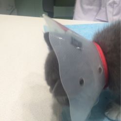 悦宠国际动物医院 专业、贴心的动物健康守护者