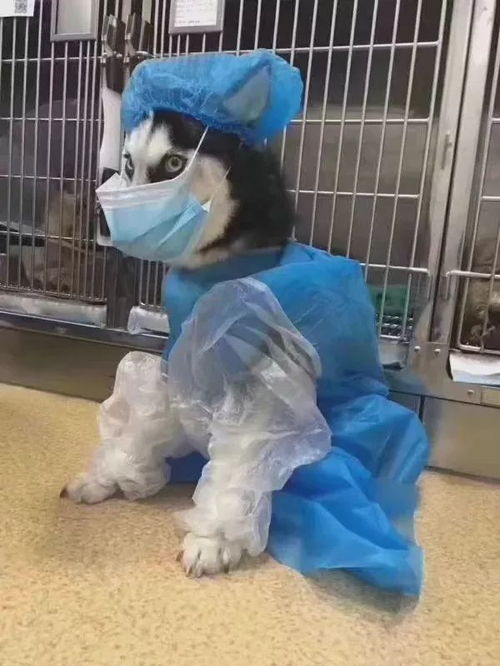 封一座城，护一国人 武汉抗疫与动物医院的温暖守护