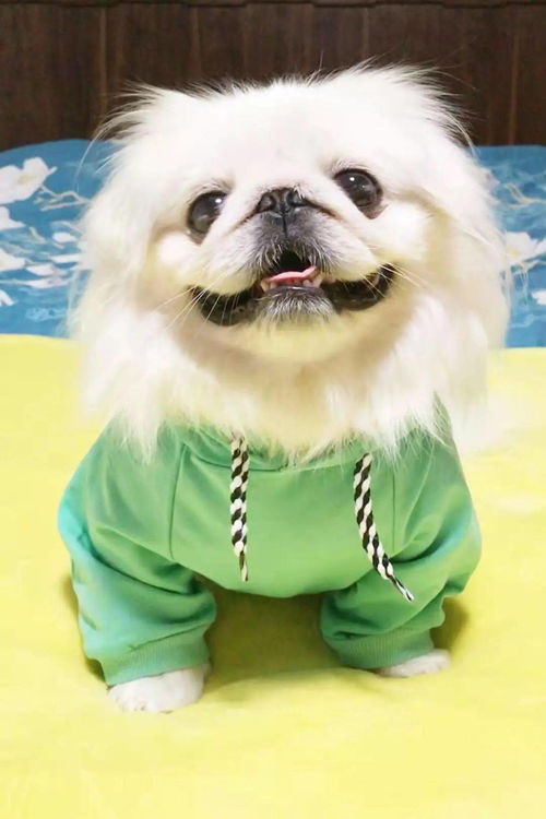 你家狗子朋友圈屏蔽你了吗？疫苗与动物医院的秘密