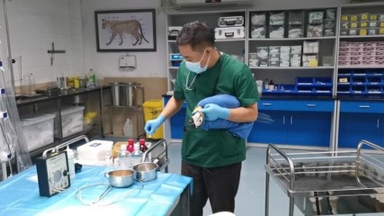 医师节探秘长隆动物医务室 守护野性生命的温情港湾