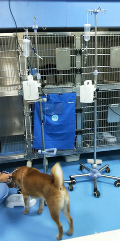 宝来富动物医院 专业呵护，关爱动物健康