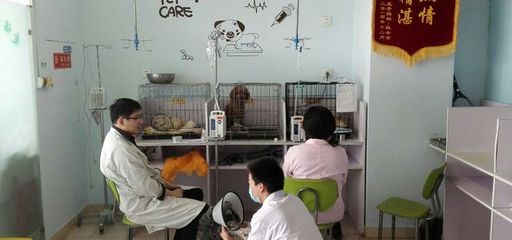 爱侣优康动物医院 专业与爱心并存的宠物健康守护者