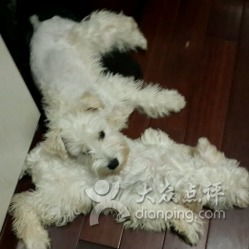 长春好伴侣动物医院 联系方式、地址、价格与营业时间详解