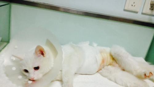 新手养猫常见问题及动物医院就诊指南