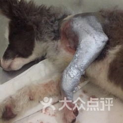 乾瀚动物医院 重庆宠物医疗服务的可靠选择