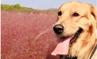 狗狗比男朋友更爱我？这几个瞬间，在动物医院感受被狗狗无限爱着