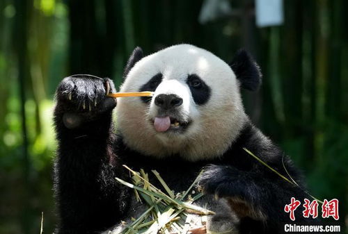 海归大熊猫添添、美香归国定居，安享家乡生活受精心照料