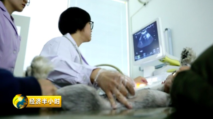 高薪转型 从年薪40万到宠物训导员，揭秘疯狂宠物市场的温情与商机