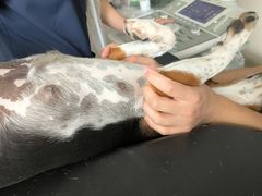 御宠堂动物医院 专业守护，让爱宠健康无忧